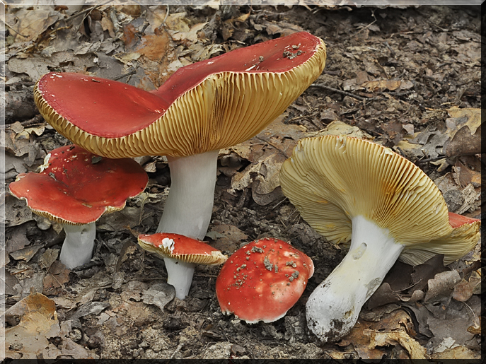 Russula pseudointegra